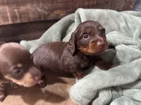 Amie, a female Miniature Dachshund for sale in Conneautville, PA – 1 of 3