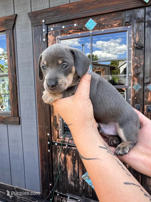 Jett (Blue&Cream) – Miniature Dachshund puppy for sale in Conneautville, PA