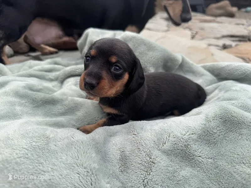 Reign – Miniature Dachshund puppy for sale in Conneautville, PA