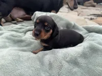 Reign, a female Miniature Dachshund for sale in Conneautville, PA – 1 of 3