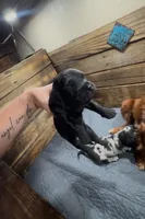 Ash, a female Cavapoo and Dachshund for sale in Conneautville, PA – 1 of 2