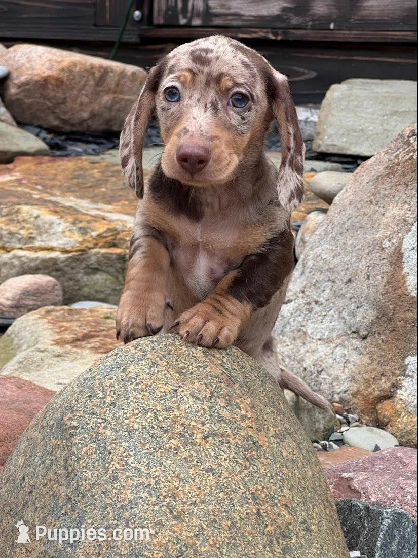 Boone, a male Dachshund and Miniature Dachshund for sale in Conneautville, PA – Photo 2 of 6