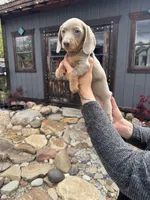 Pluto, a male Dachshund and Miniature Dachshund for sale in Conneautville, PA – Photo 3 of 3