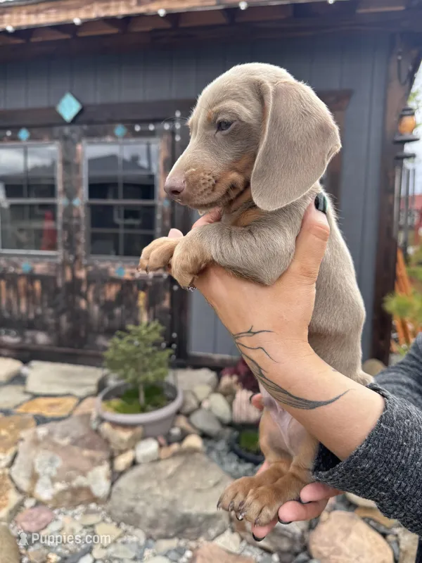 Pluto – Dachshund, Miniature Dachshund puppy for sale in Conneautville, PA