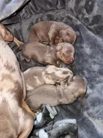 Pluto, a male Dachshund and Miniature Dachshund for sale in Conneautville, PA – Photo 3 of 4