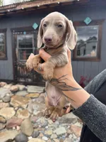 Pluto, a male Dachshund and Miniature Dachshund for sale in Conneautville, PA – Photo 2 of 3