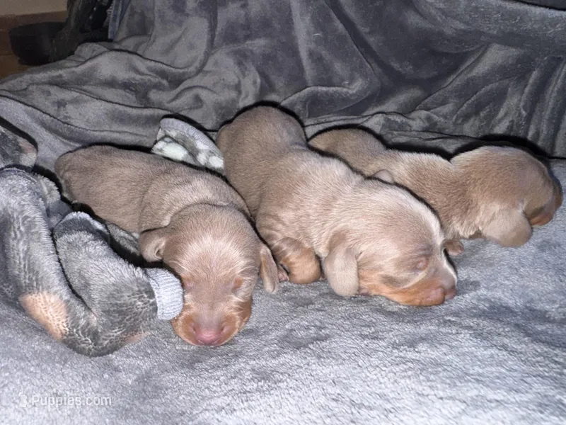 Pluto – Dachshund, Miniature Dachshund puppy for sale in Conneautville, PA