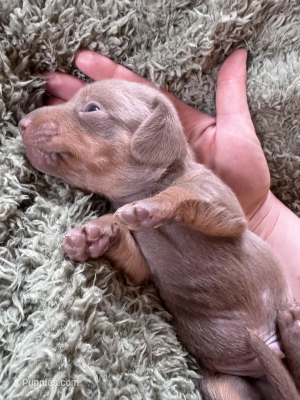Pluto – Dachshund, Miniature Dachshund puppy for sale in Conneautville, PA