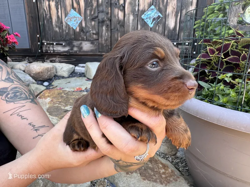 Amie – Miniature Dachshund puppy for sale in Conneautville, PA