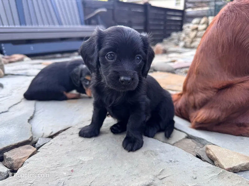 Ash – Cavapoo, Dachshund puppy for sale in Conneautville, PA