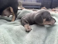 Jett (Blue&Cream), a male Miniature Dachshund for sale in Conneautville, PA – 2 of 2