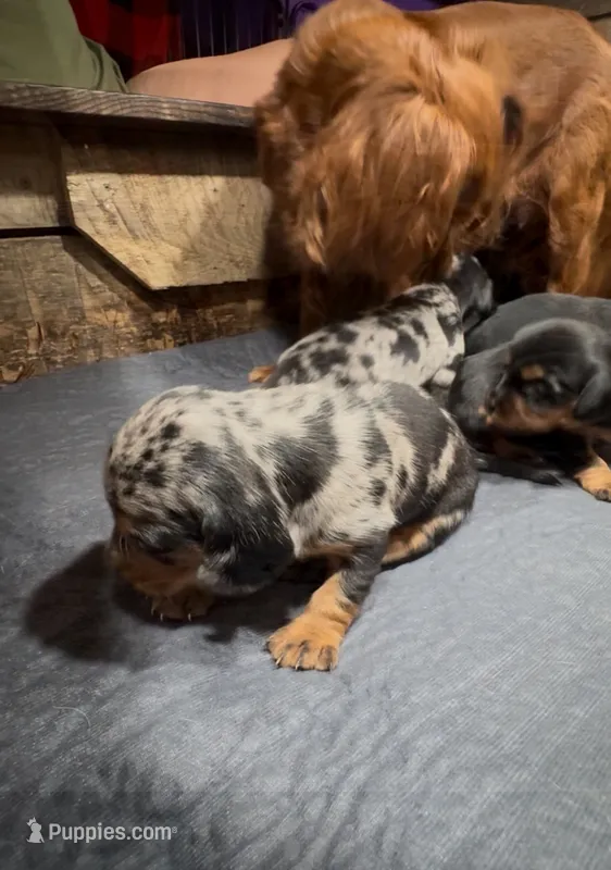 Wynn – Cavapoo, Dachshund puppy for sale in Conneautville, PA