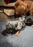 Wynn, a female Cavapoo and Dachshund for sale in Conneautville, PA – 1 of 4