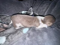 Blizzard, a male Dachshund and Miniature Dachshund for sale in Conneautville, PA – Photo 5 of 5