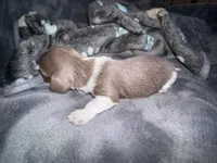 Blizzard, a male Dachshund and Miniature Dachshund for sale in Conneautville, PA – Photo 3 of 5
