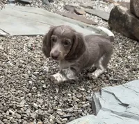Blizzard, a male Dachshund and Miniature Dachshund for sale in Conneautville, PA – Photo 3 of 4