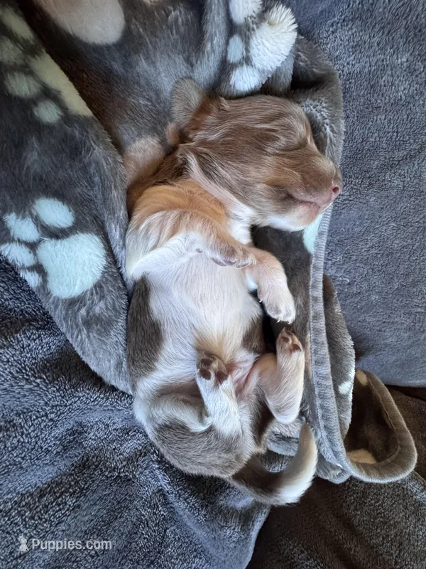 Blizzard – Dachshund, Miniature Dachshund puppy for sale in Conneautville, PA