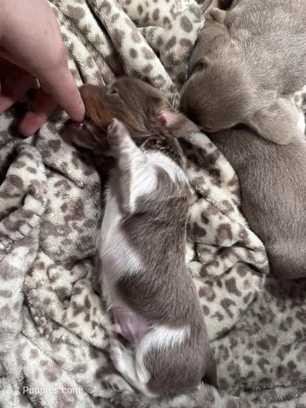 Blizzard – Dachshund, Miniature Dachshund puppy for sale in Conneautville, PA