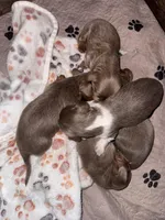 Blizzard, a male Dachshund and Miniature Dachshund for sale in Conneautville, PA – Photo 4 of 5