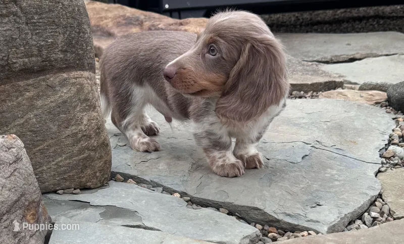 Blizzard – Dachshund, Miniature Dachshund puppy for sale in Conneautville, PA