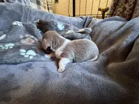 Blizzard, a male Dachshund and Miniature Dachshund for sale in Conneautville, PA – Photo 2 of 5