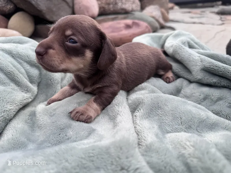 Niko – Miniature Dachshund puppy for sale in Conneautville, PA