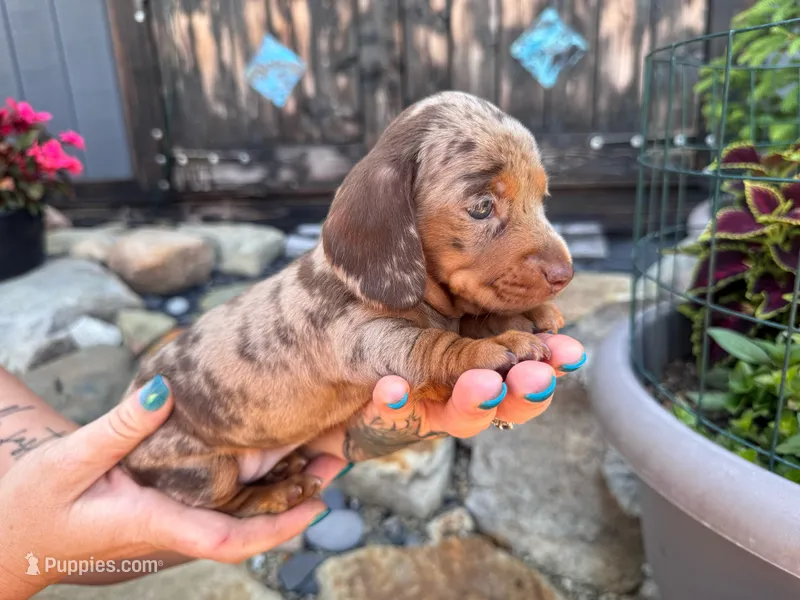 Sydney – Miniature Dachshund puppy for sale in Conneautville, PA