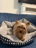 Cash, a male Yorkshire Terrier for sale in Madison Heights, VA – 2 of 2