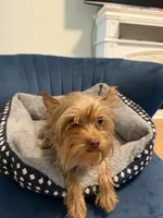 Princess, a female Yorkshire Terrier for sale in Madison Heights, VA – 2 of 2