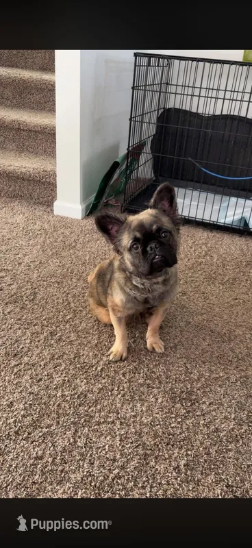 Max, a male French Bulldog for sale in Madison Heights, VA – Photo 1 of 1