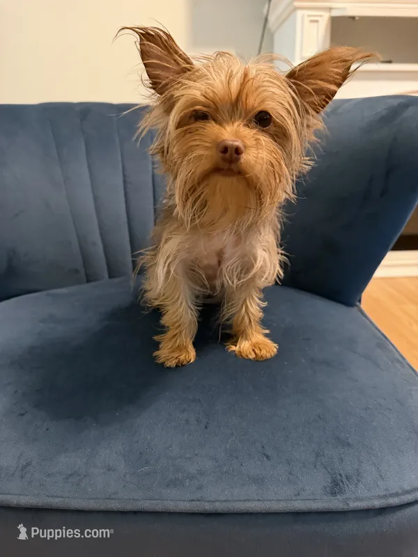 Princess – Yorkshire Terrier puppy for sale in Madison Heights, VA