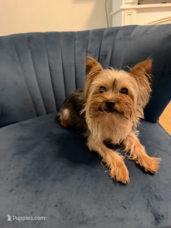 Cash – Yorkshire Terrier puppy for sale in Madison Heights, VA
