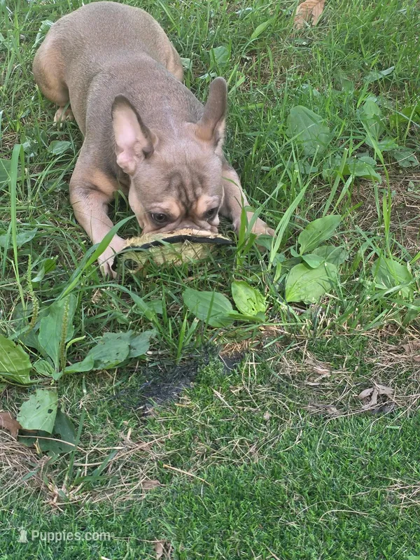 Milo – French Bulldog puppy for sale in Madison Heights, VA