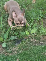 Milo, a male French Bulldog for sale in Madison Heights, VA – Photo 1 of 3
