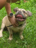 King, a male French Bulldog for sale in Madison Heights, VA – Photo 1 of 4