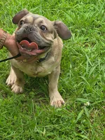 King, a male French Bulldog for sale in Madison Heights, VA – Photo 3 of 4