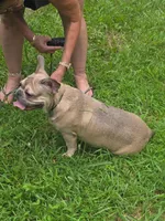 King, a male French Bulldog for sale in Madison Heights, VA – Photo 4 of 4