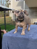 King, a male French Bulldog for sale in Madison Heights, VA – Photo 2 of 4