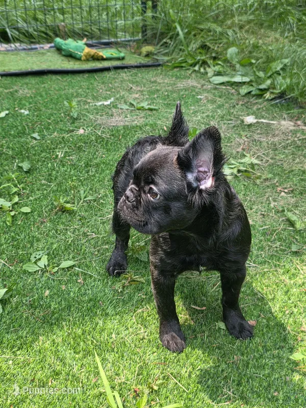 April – French Bulldog puppy for sale in Madison Heights, VA