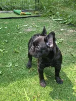 April, a female French Bulldog for sale in Madison Heights, VA – Photo 1 of 4