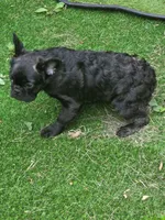 April, a female French Bulldog for sale in Madison Heights, VA – Photo 4 of 4