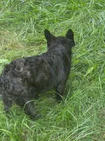 April, a female French Bulldog for sale in Madison Heights, VA – Photo 3 of 4