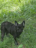 April, a female French Bulldog for sale in Madison Heights, VA – Photo 2 of 4