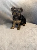 Bella, a female Yorkshire Terrier for sale in Madison Heights, VA – Photo 6 of 6