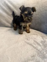 Bella, a female Yorkshire Terrier for sale in Madison Heights, VA – Photo 3 of 6