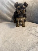 Bella, a female Yorkshire Terrier for sale in Madison Heights, VA – Photo 4 of 6