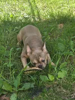 Milo, a male French Bulldog for sale in Madison Heights, VA – Photo 2 of 3