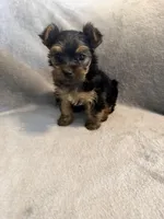 Bella, a female Yorkshire Terrier for sale in Madison Heights, VA – Photo 2 of 6