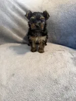 Bella, a female Yorkshire Terrier for sale in Madison Heights, VA – Photo 1 of 6