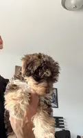 Brownie, a female Morkie for sale in Fort Lauderdale, FL – 2 of 6